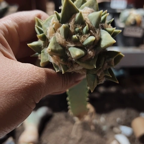 823仙人球龙芽牡丹仙人球