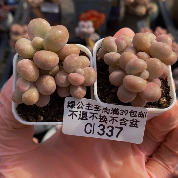 腰子桃蛋2盆337多肉植物
