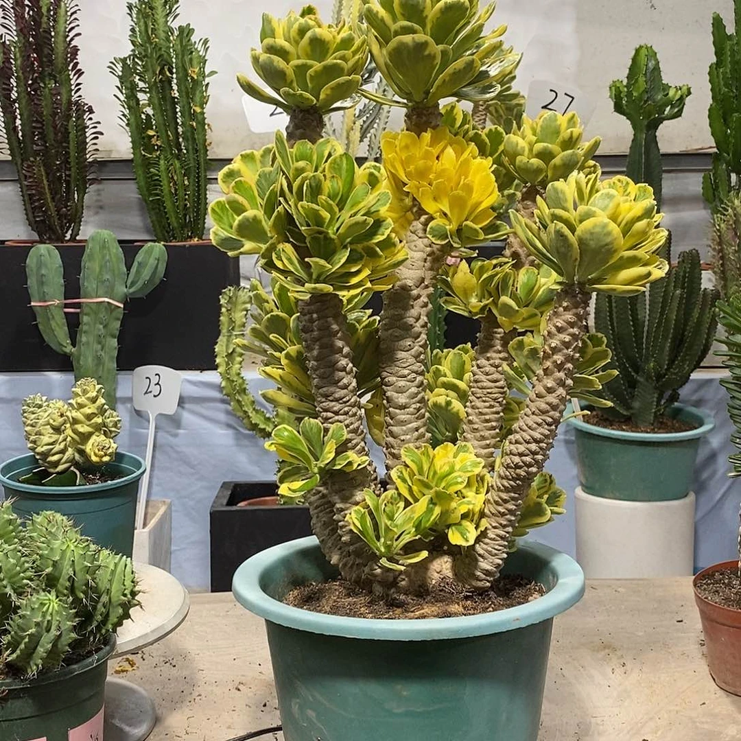 无花朵扇贝麒麟锦