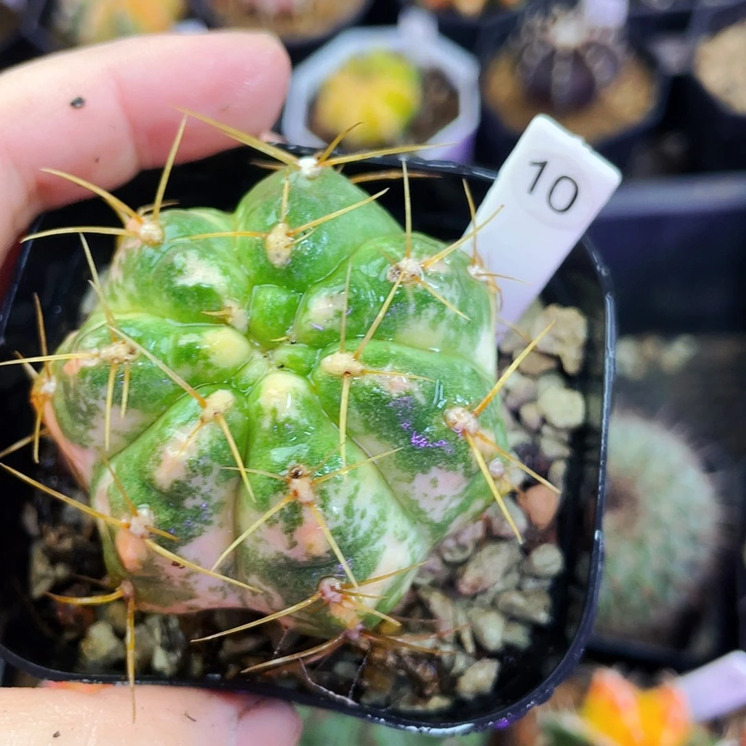 非偏远地区满25包邮仙人球裸根