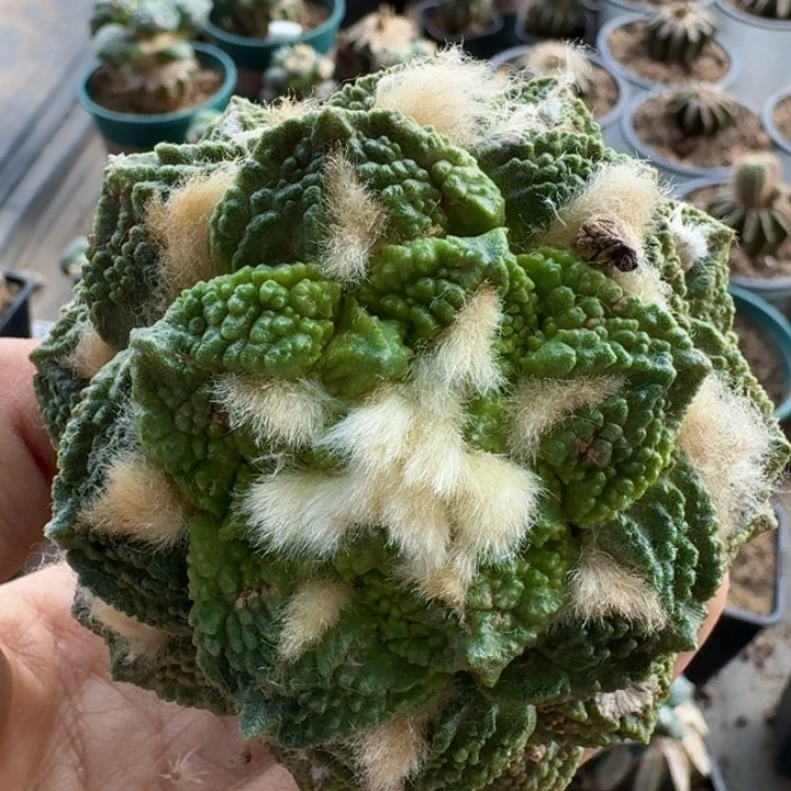 无花朵奥*奥258龟甲牡丹锦