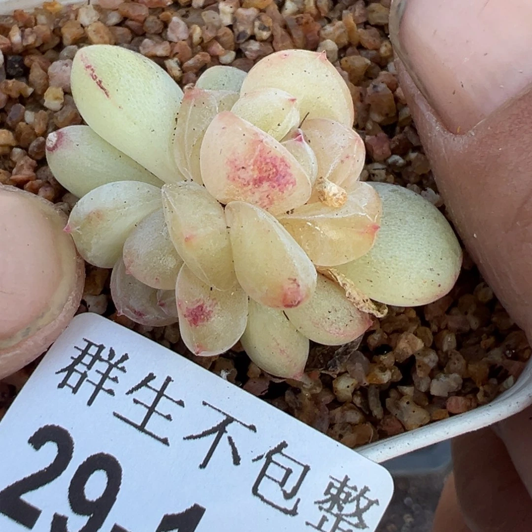 b****e小卡拉米糖心一物一拍29-145