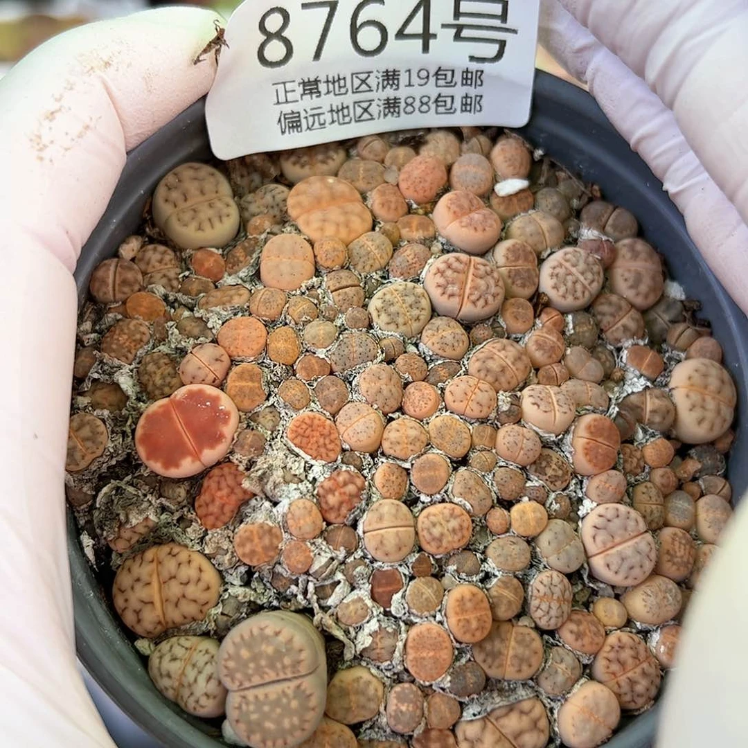 8764大年份小苗切糕9cm盆