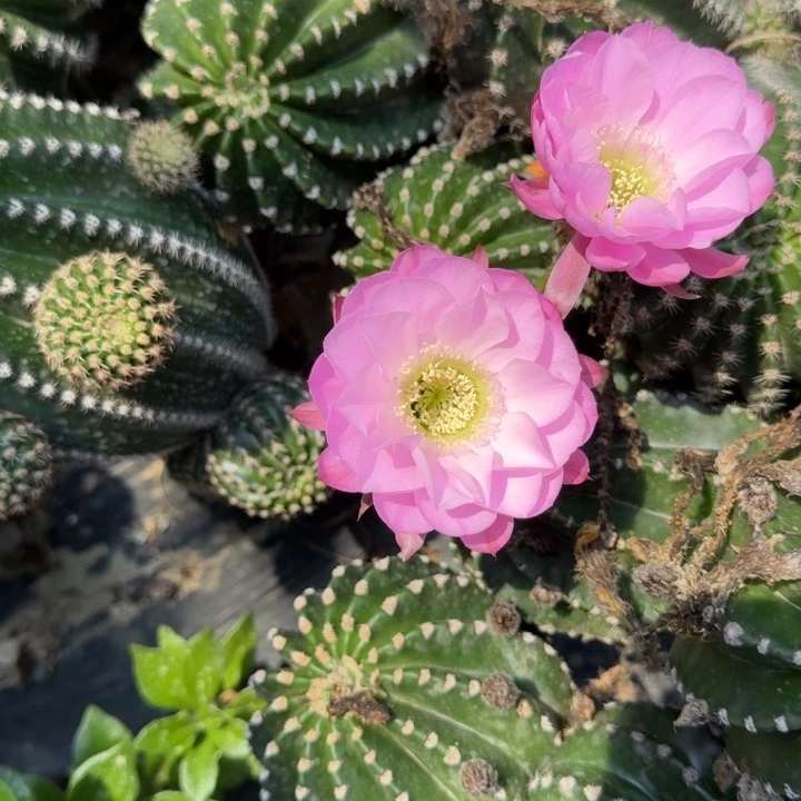 金刚仙人球仙人球684