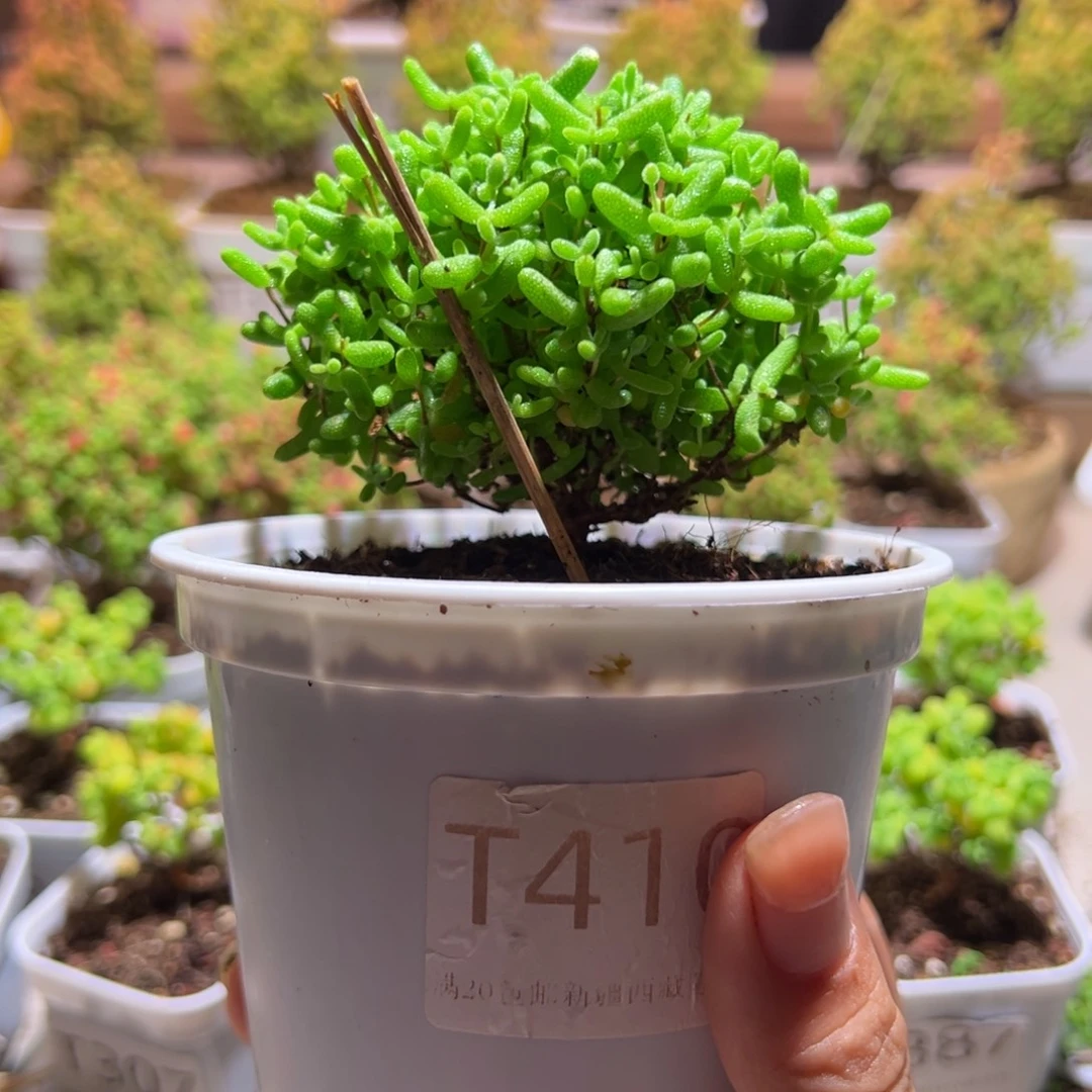 410蜜橘带盆土发货一物一拍