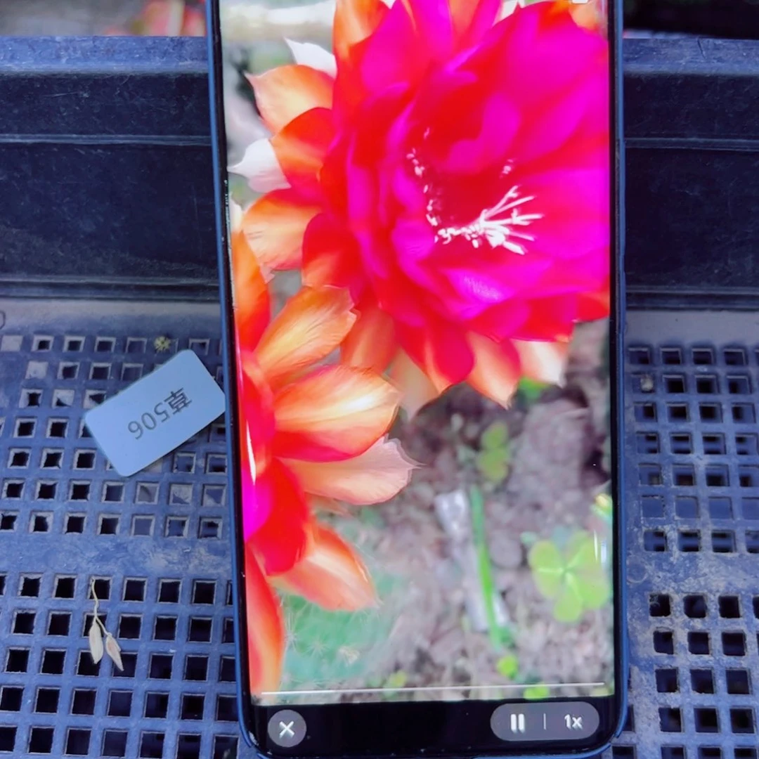 下16彩草小辣椒歪无根侧芽4公分左右20包邮