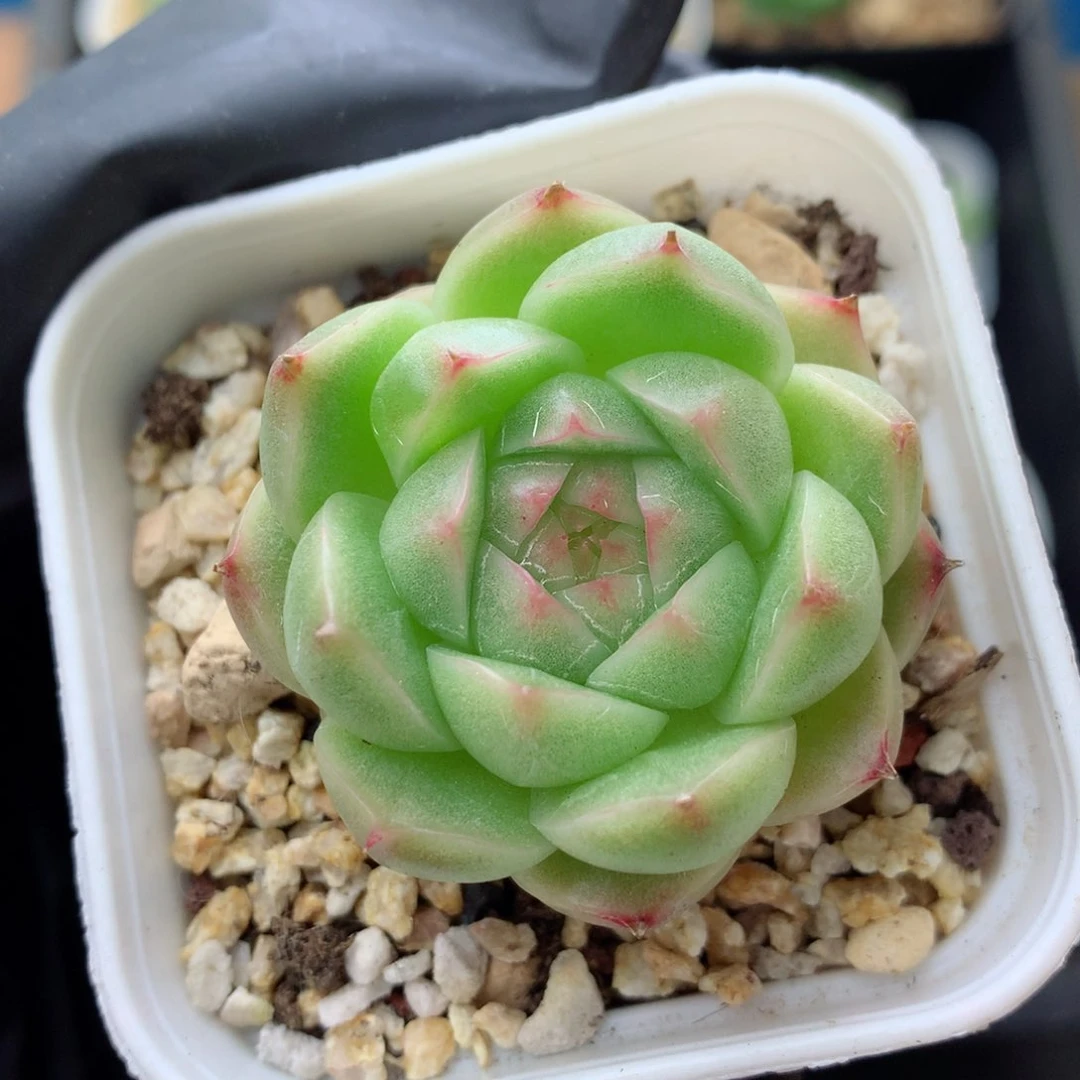 58包邮  群生不包整麦秆8