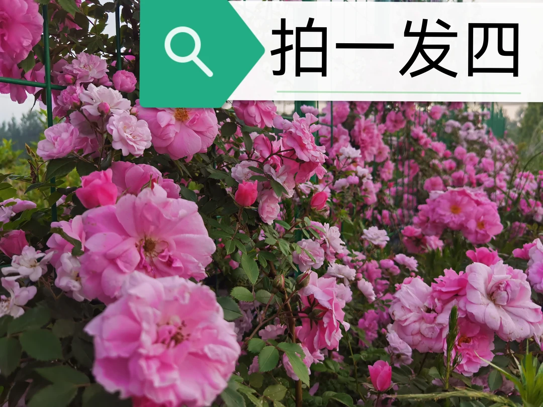 东北耐寒爬藤（粉蝶）月季爬藤月季拍一发四（发货地铁岭）