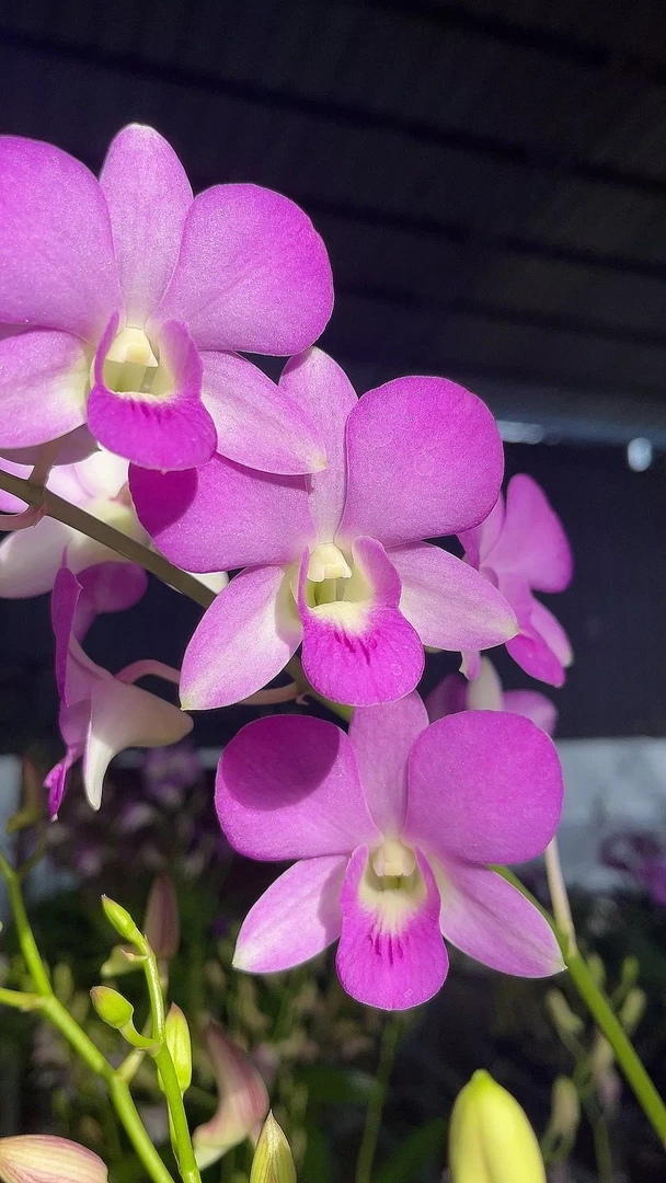 红霞石斛兰盆栽（5度以下拍保温）好养石斛花庭院楼顶多年生秋石斛