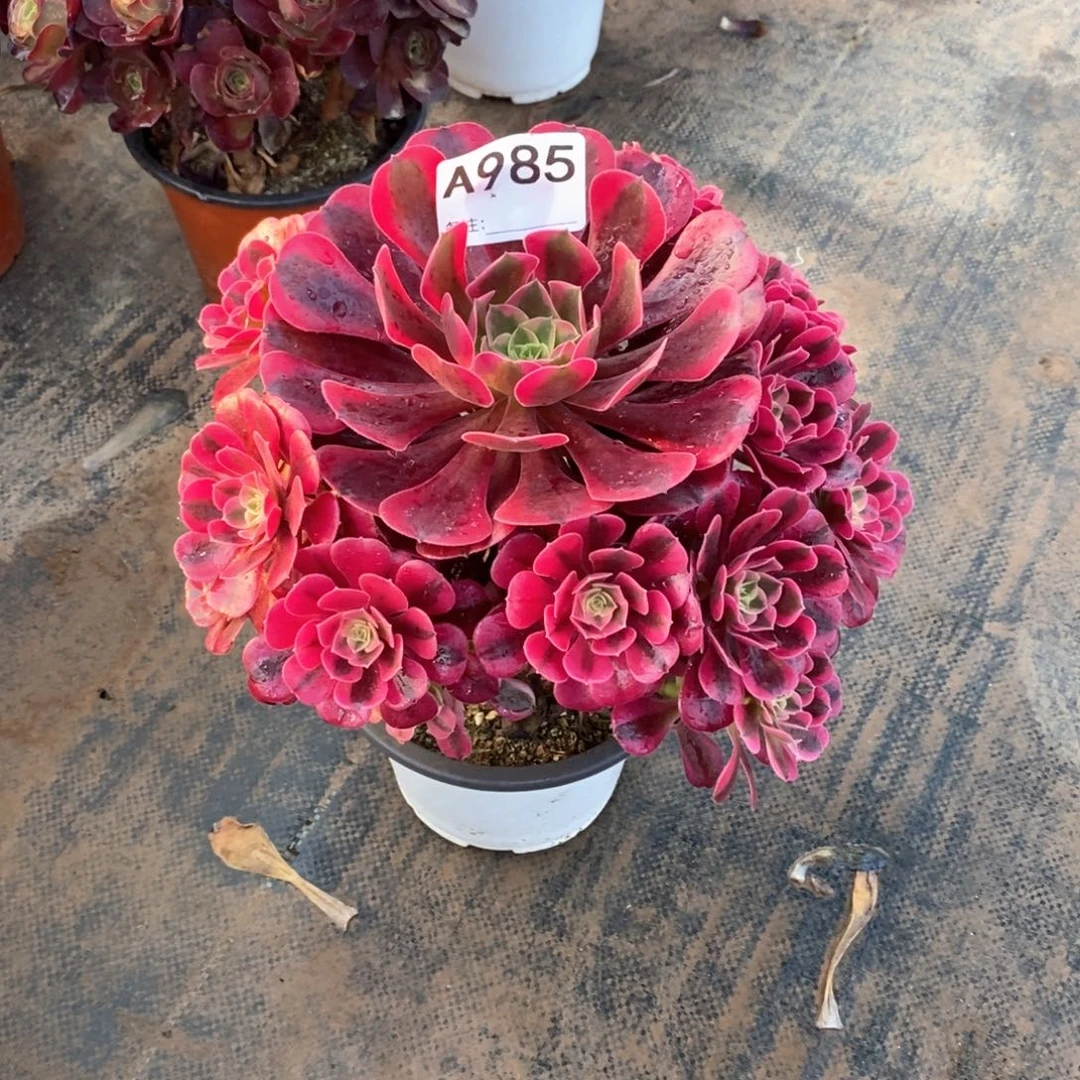 嫩桩美杜莎985多肉法师植物