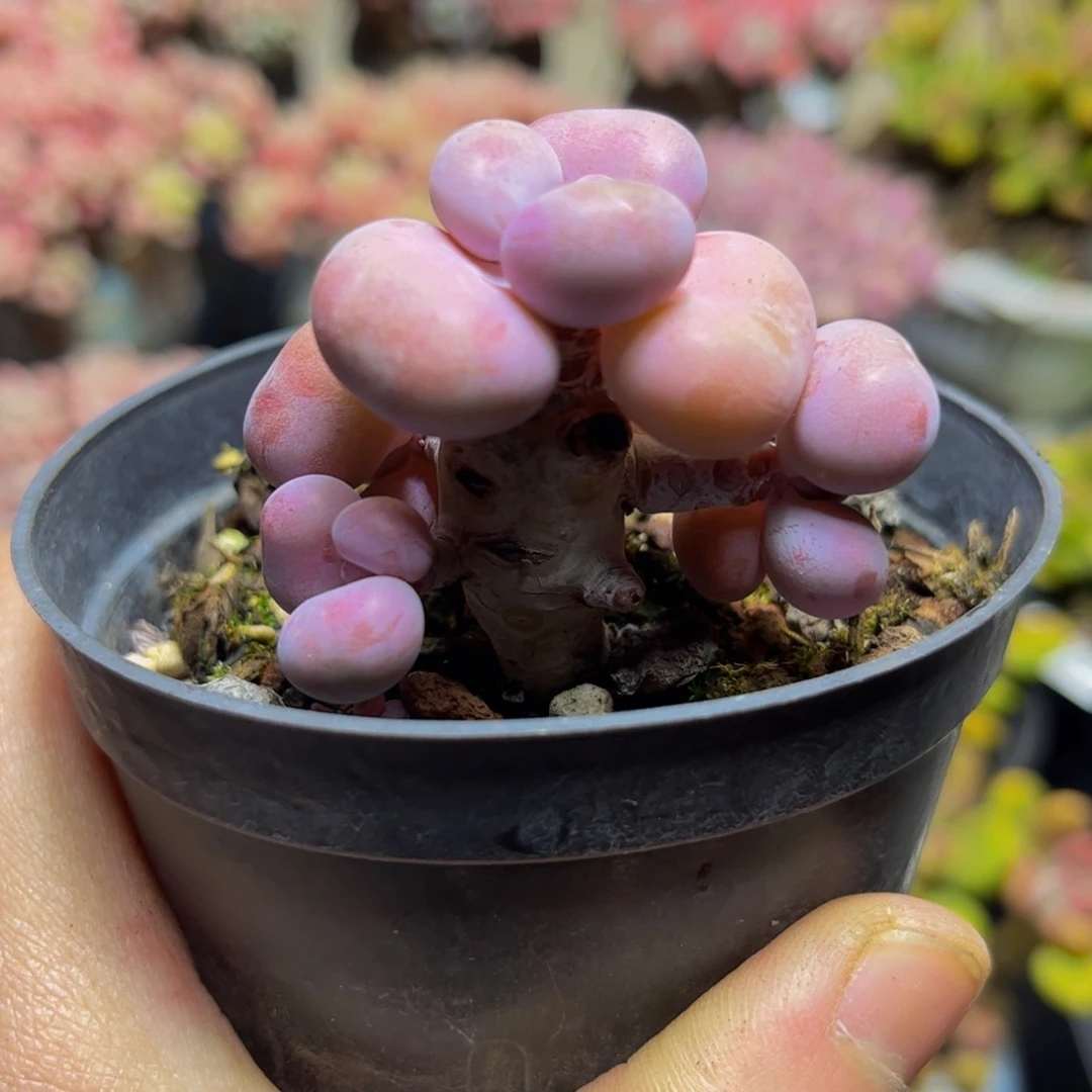 192树形桃蛋4厘米多肉
