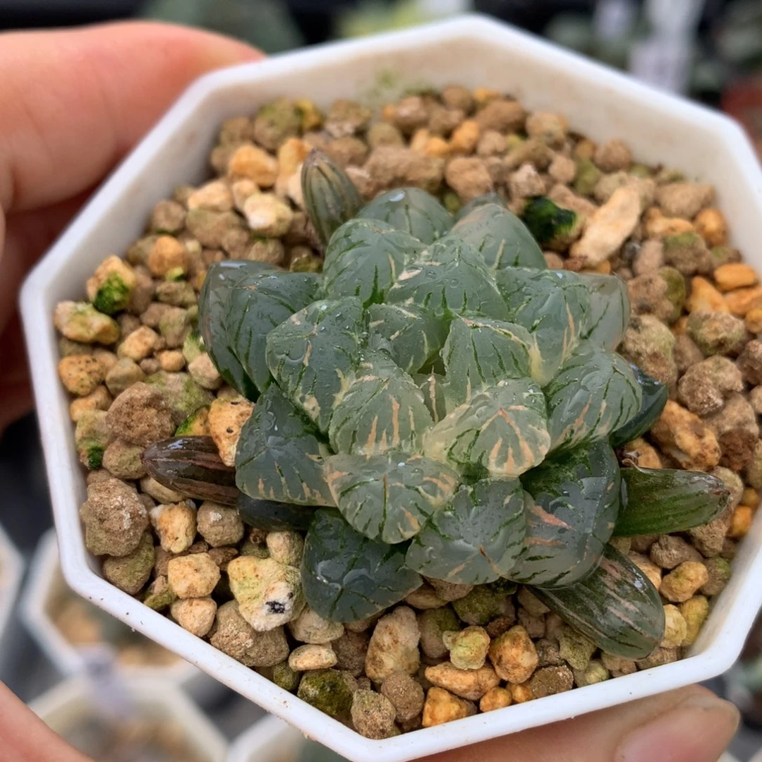 狄原no5玉露锦，，带盆