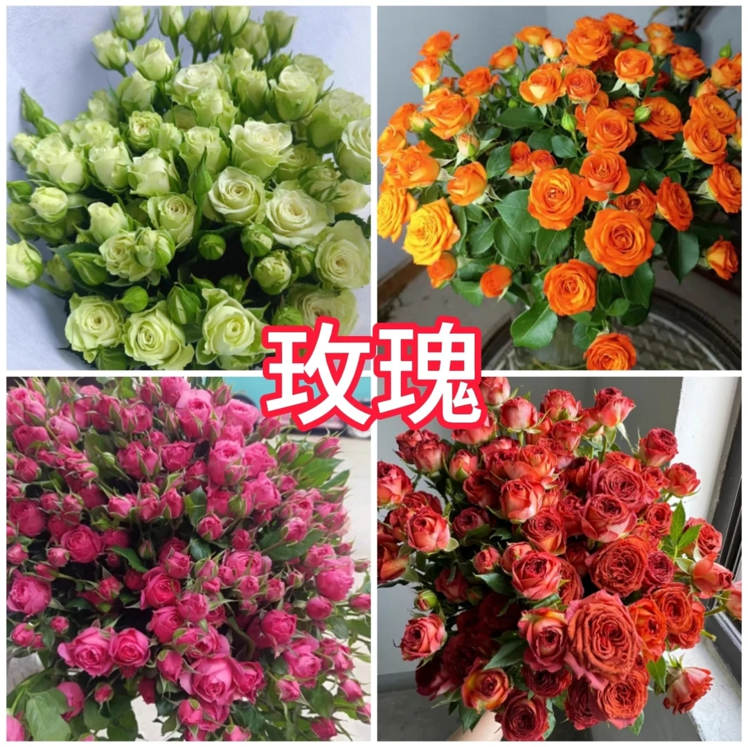 06】玫瑰多头 10支精品鲜花情人节生日浪漫草花【4单包邮