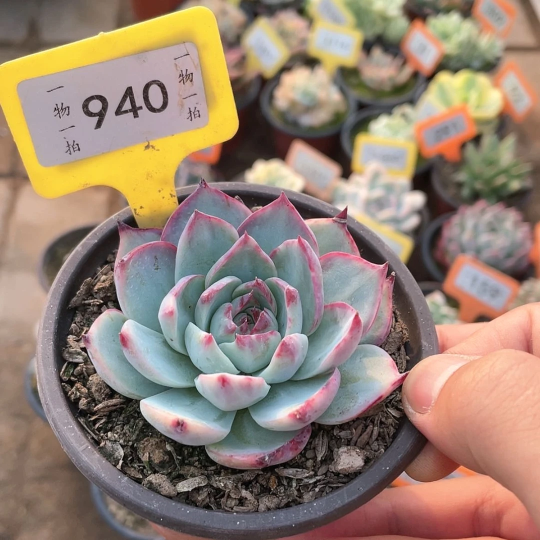 【闪购商品】嫣*娆940号