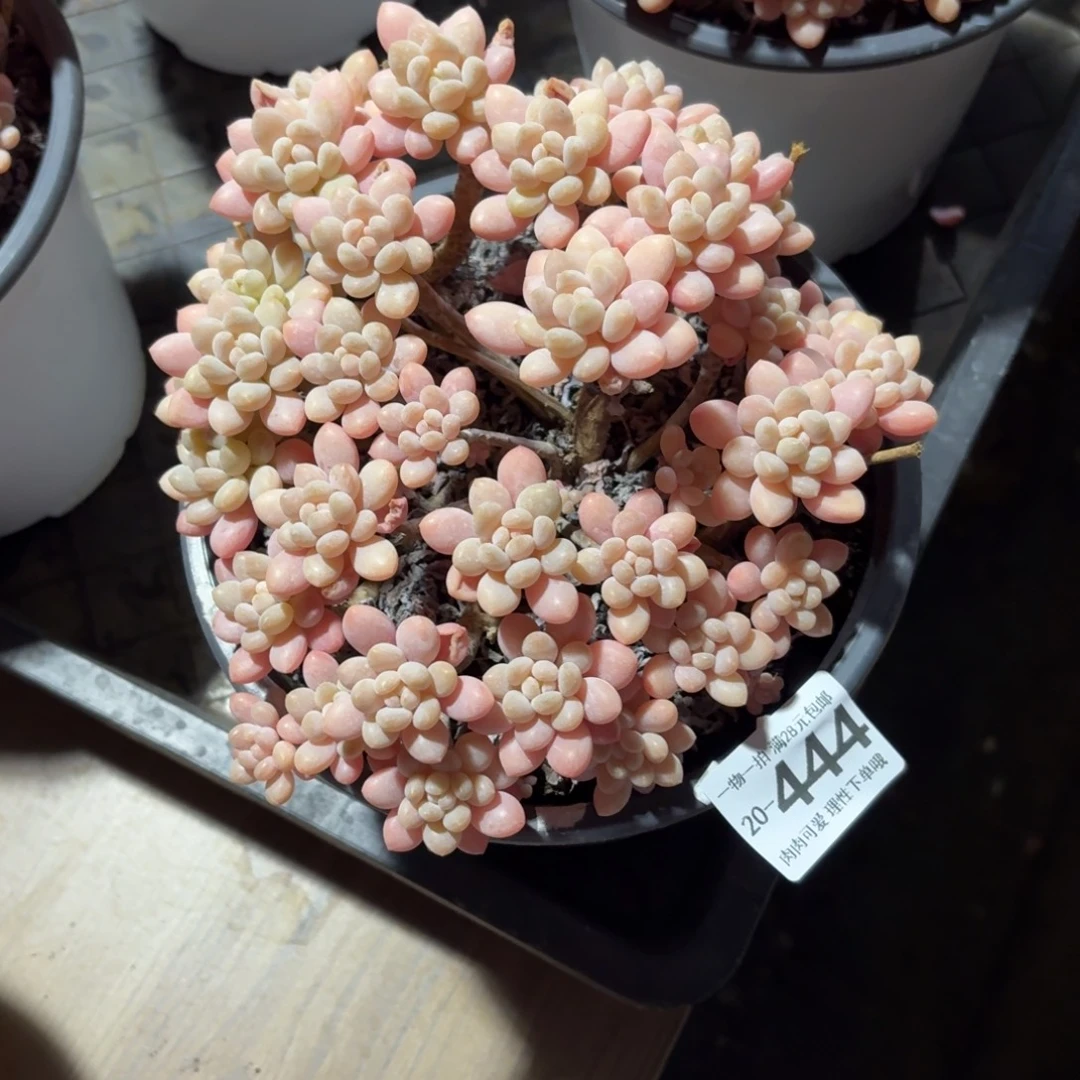 鱼子酱无盆土发货无