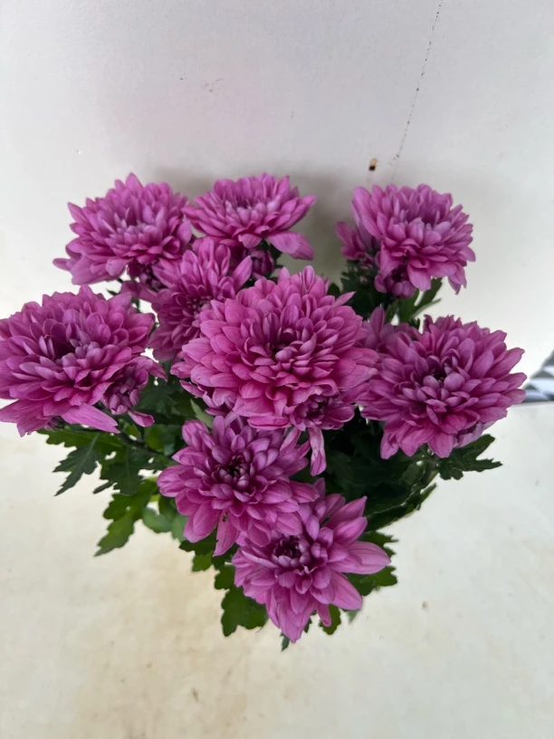 粉佳人小雏菊阳台庭院盆栽地栽气温低于零度拍保温棉