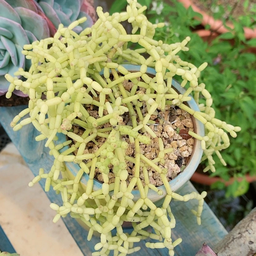 【闪购商品】木偶群