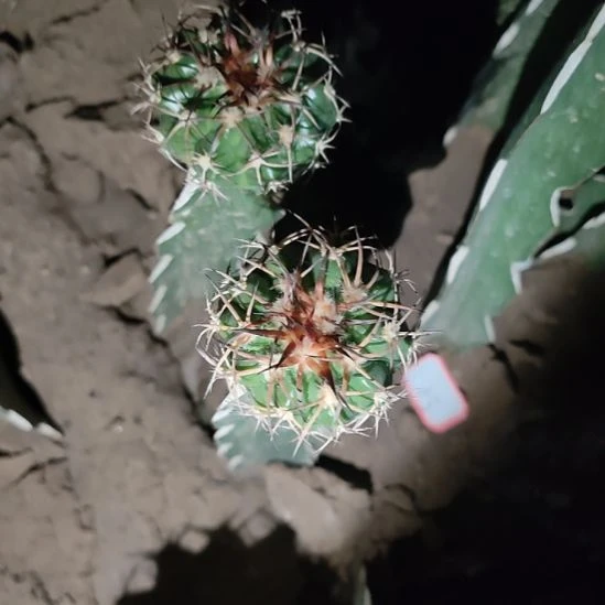 仙人球圆盘玉带杆