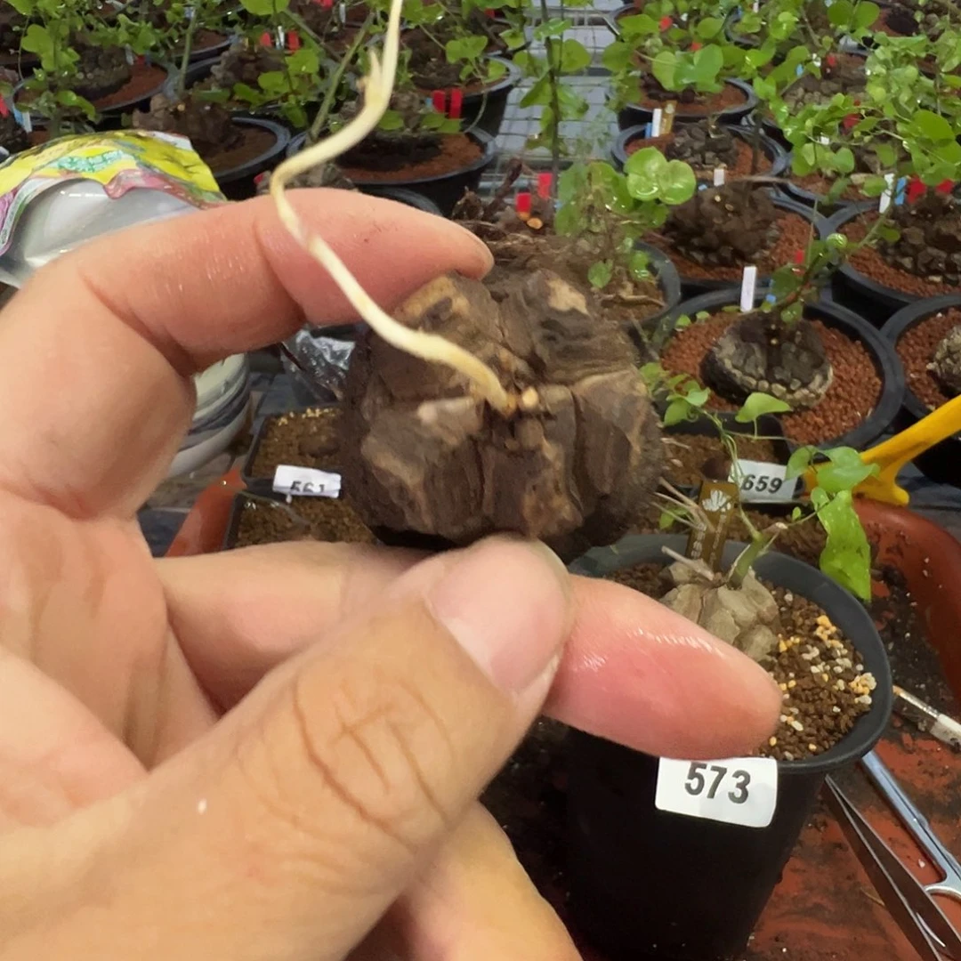 多肉植物专拍 一物一拍 南非龟甲龙8888