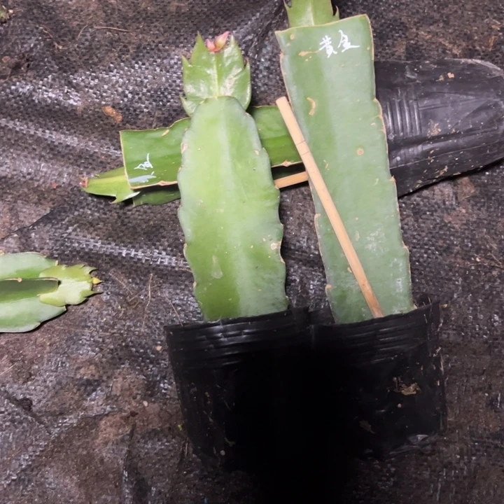 黄金女王嫁接单片小苗一颗