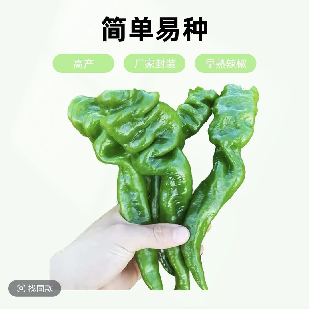 香辣螺丝椒种子早熟抗病薄皮尖椒超辣庭院阳台四季辣椒籽盆栽高产