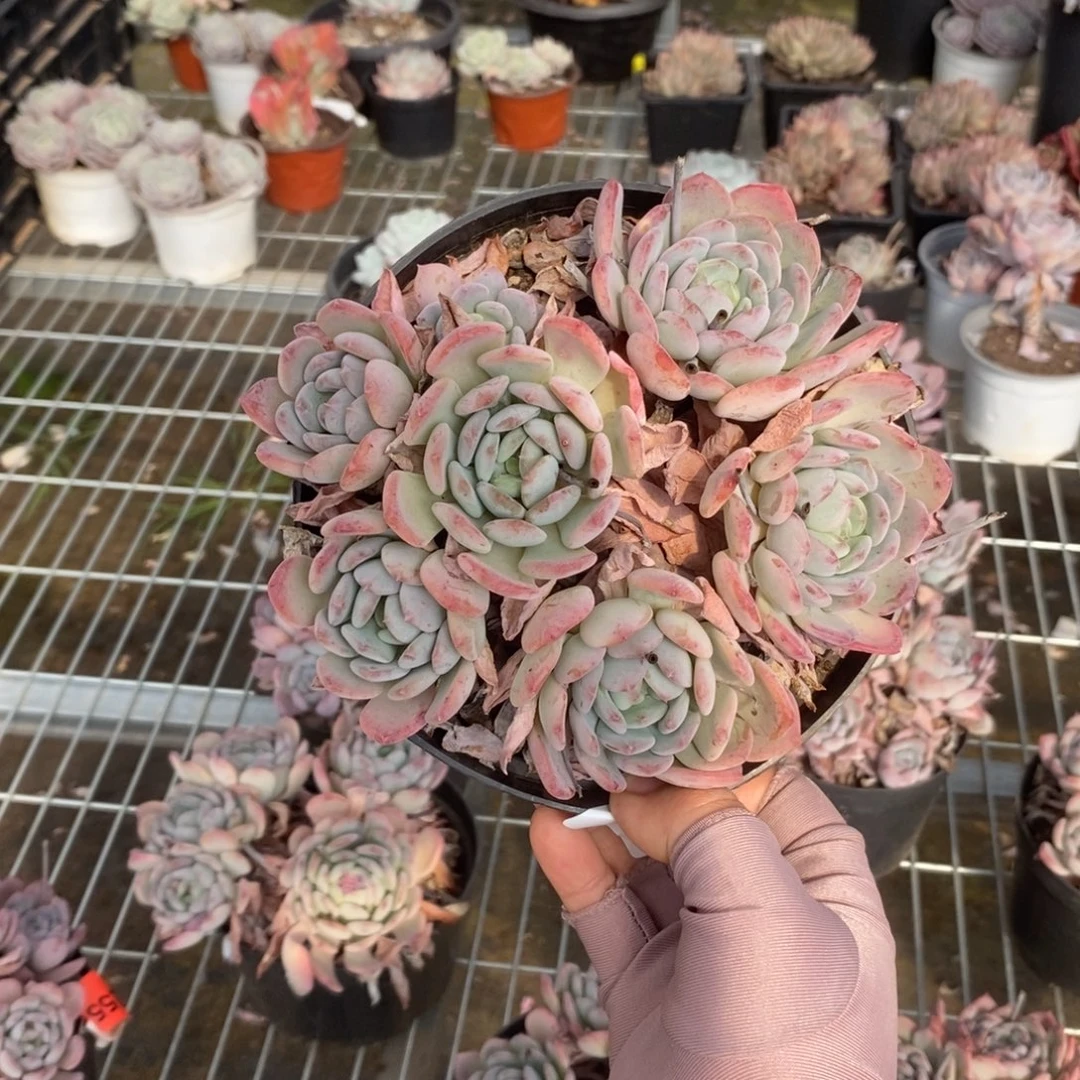 5572玛瑙老桩一物一拍