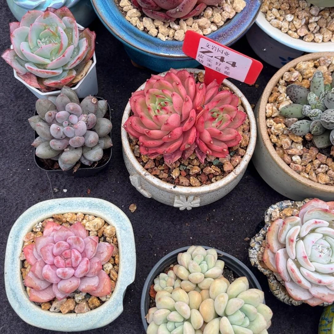 柒*多肉植物星巴克111
