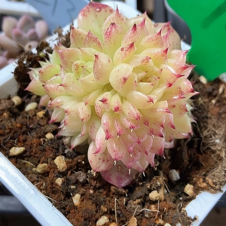 多肉植物蝴蝶叶麦秆701