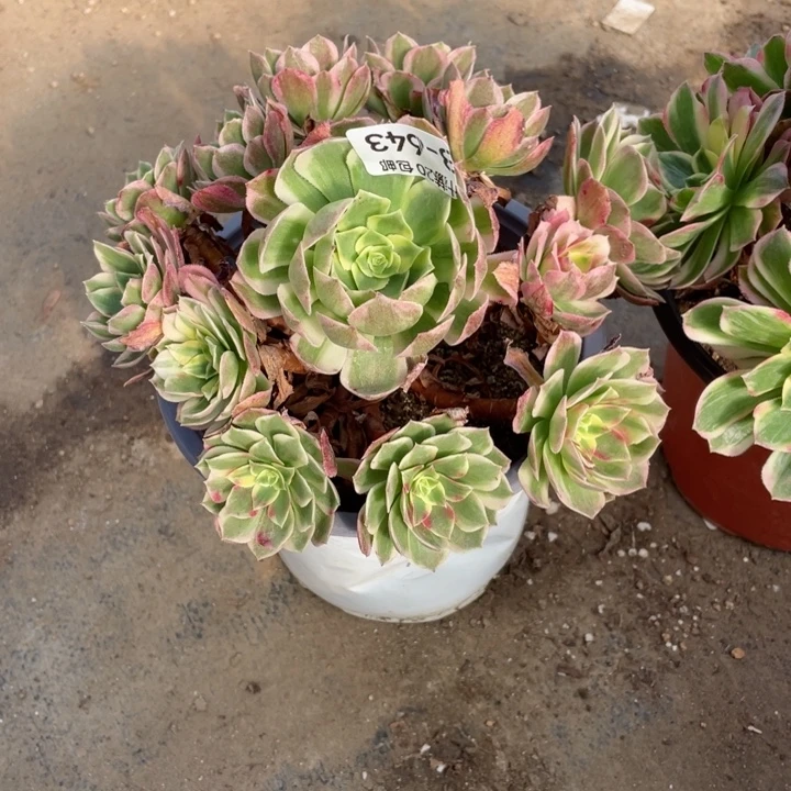 ღ***初643海多肉123456789