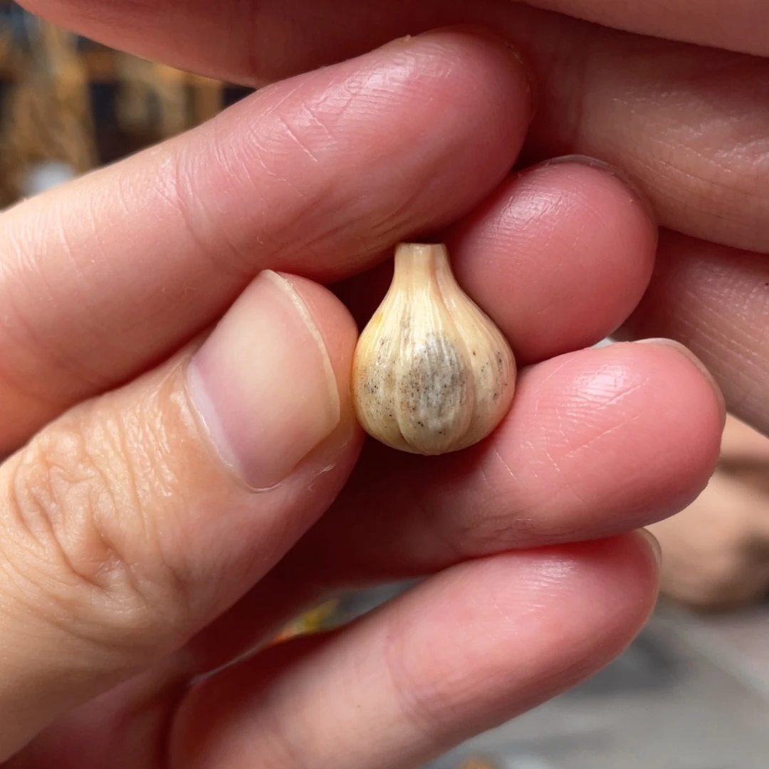鱼***鱼木方颜竹木艺术吊坠