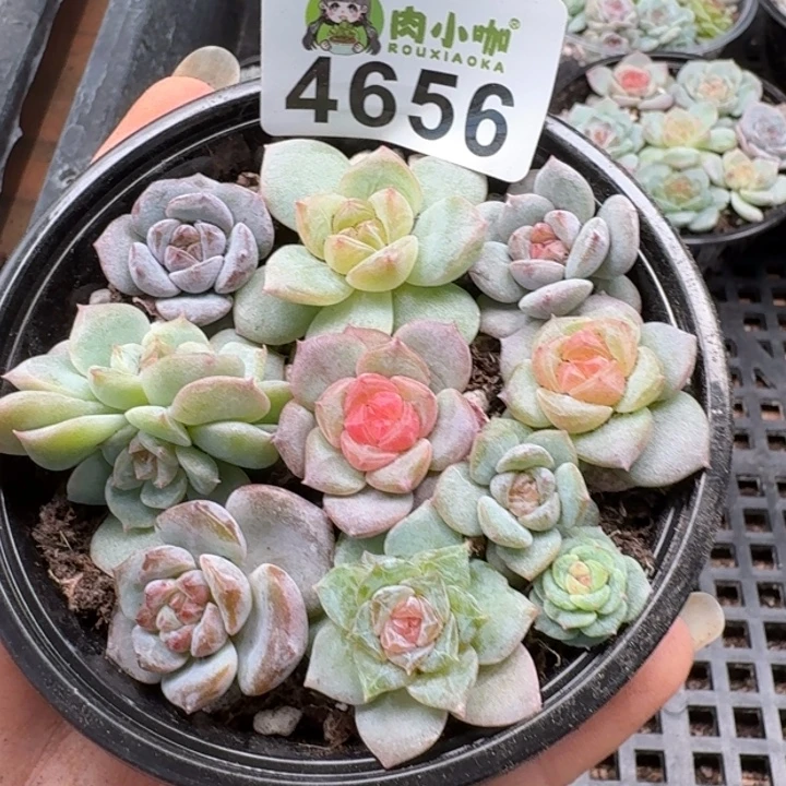 多肉植物多肉植物