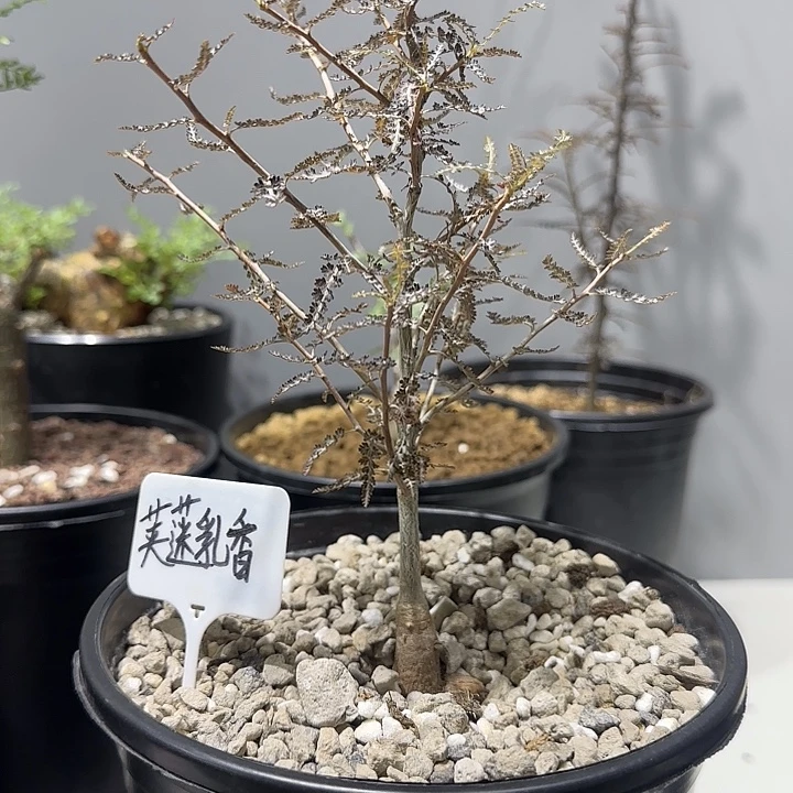 荚迷乳香实生带盆