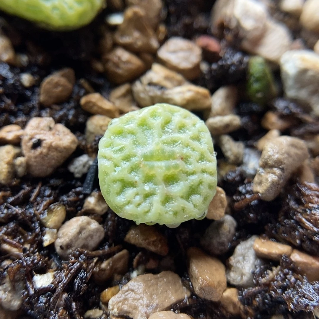 7778超烧 一颗尺寸1厘米