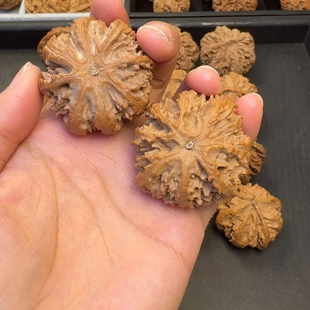 ****Ｌ核桃突突突突突突突突突突突突突突