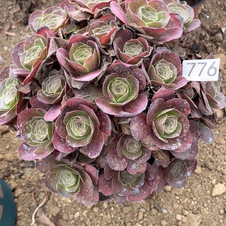 无花朵776多肉植物魅金玫瑰