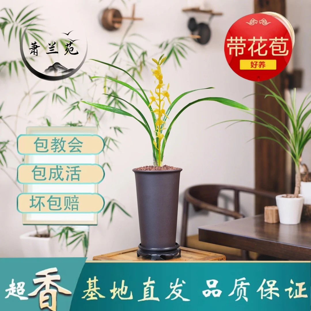 墨兰【金公主】朱金素高端品质兰花苗中透黄金色带艺绿植盆栽好养