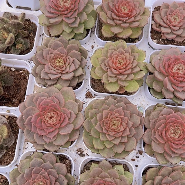 大神迪19包邮多肉植物