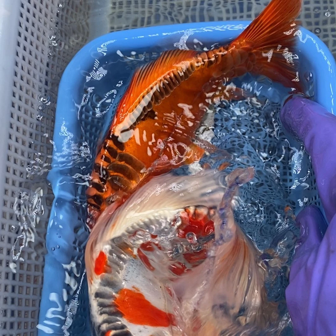 锦鲤冷水锦鲤包邮