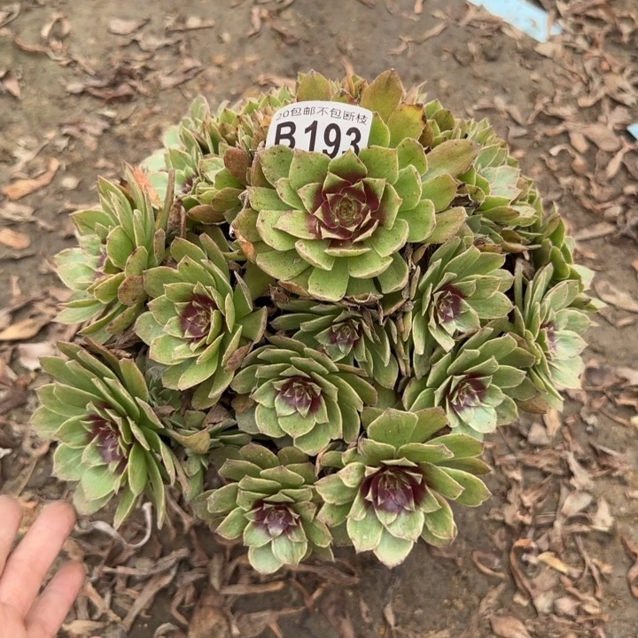 红丝绒……多肉植物……