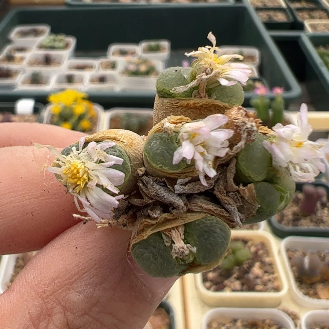 295 好看的多肉冲冲冲