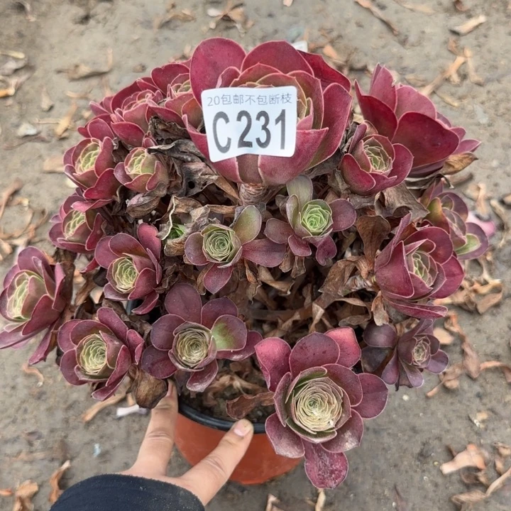 魅金……多肉植物……