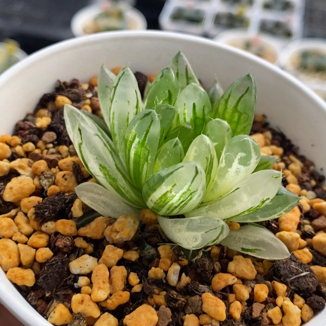 樱变女神玉露锦多肉植物