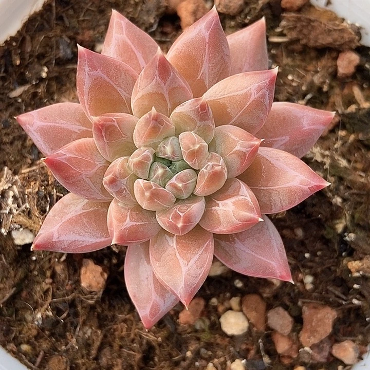 多肉植物灰姑娘719