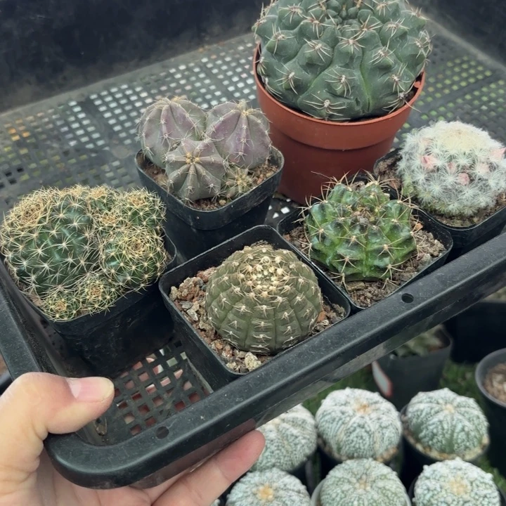 六棵福利款球脱土发