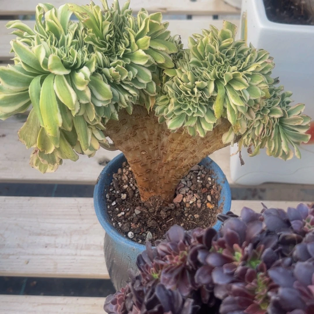 6**9法师法师法师116