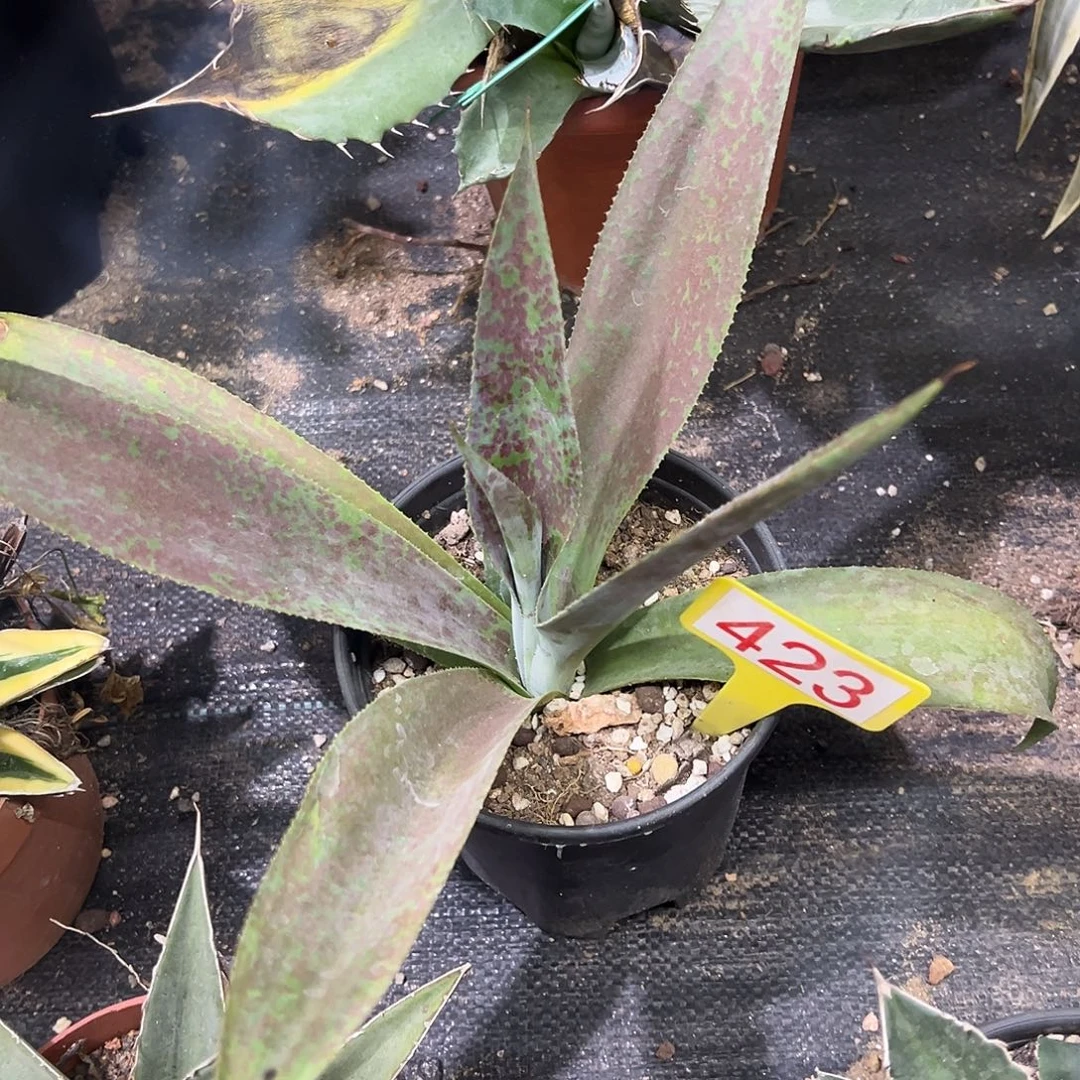 火星计划龙舌兰系列
