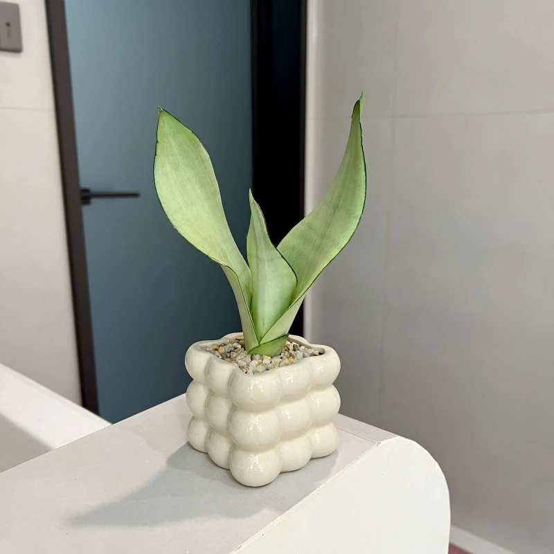 【喜半阴】白玉虎皮兰绿植盆栽办公室内工位桌面摆件懒人好养绿植物