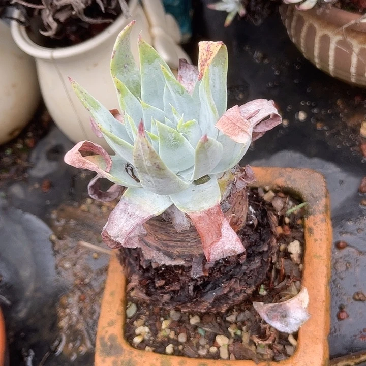 仙女杯系列多肉植物