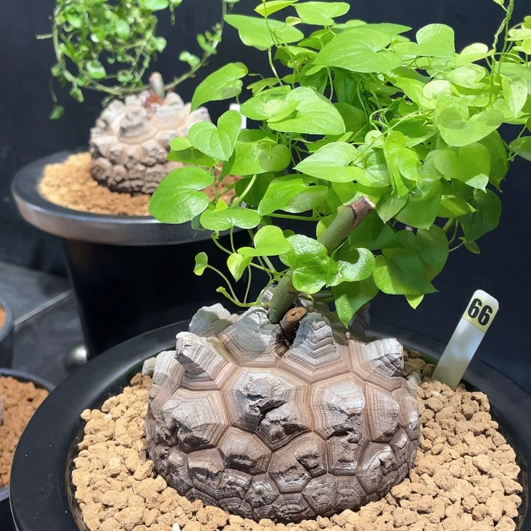 66号龟甲龙10.3公分