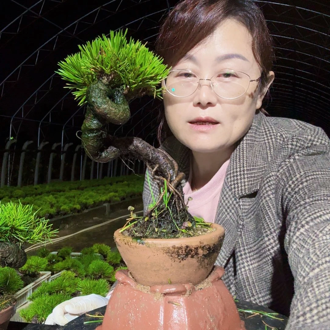 造***人完全开放三河黑松盆景